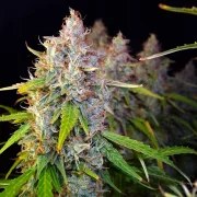 Auto Purple OG Punch – product view 4