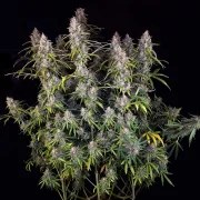 Auto Purple OG Punch – product view 5