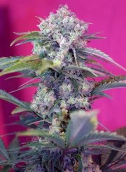 Cream Mandarine Auto® – product view 2