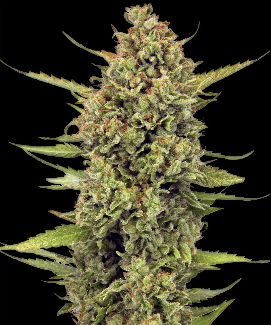 Acapulco Gold Strain – product view 1