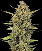 Acapulco Gold Strain – product view 1