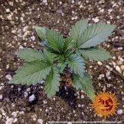 Acapulco Gold Strain – product view 2