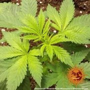 Acapulco Gold Strain – product view 3