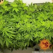 Acapulco Gold Strain – product view 4