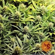 Acapulco Gold Strain – product view 5