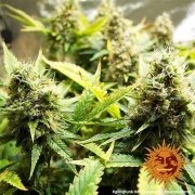 Acapulco Gold Strain – product view 6