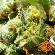 Acapulco Gold Strain – product view 7