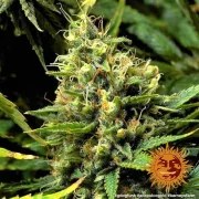 Acapulco Gold Strain – product view 8