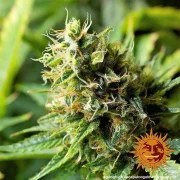 Acapulco Gold Strain – product view 9