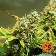 Acapulco Gold Strain – product view 10