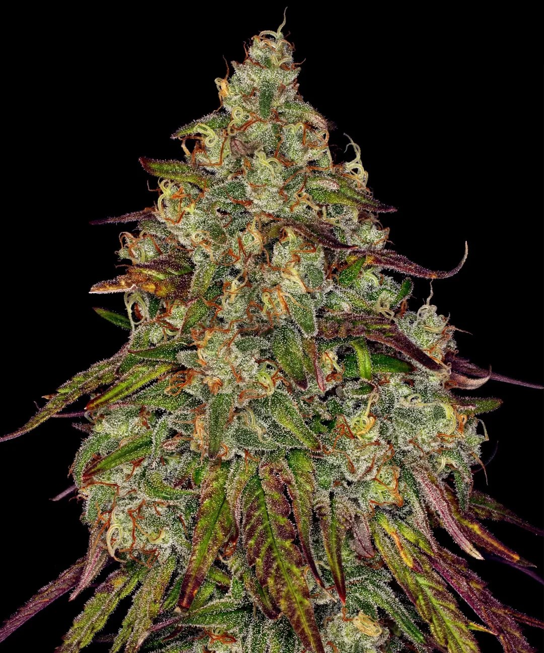 Amnesia Lemon Strain – product view 1