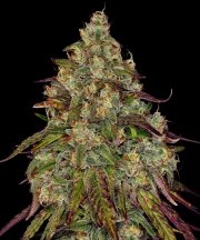 Amnesia Lemon Strain – product view 1