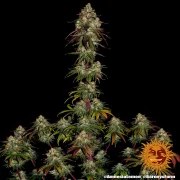 Amnesia Lemon Strain – product view 2