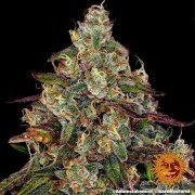 Amnesia Lemon Strain – product view 3