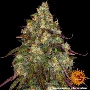 Amnesia Lemon Strain – product view 4