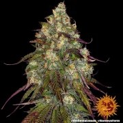 Amnesia Lemon Strain – product view 5