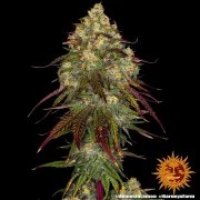 Amnesia Lemon Strain – product view 6