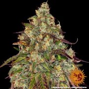 Amnesia Lemon Strain – product view 7