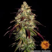 Amnesia Lemon Strain – product view 8