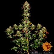 Amnesia Lemon Strain – product view 9
