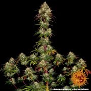 Amnesia Lemon Strain – product view 10