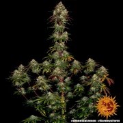 Amnesia Lemon Strain – product view 11