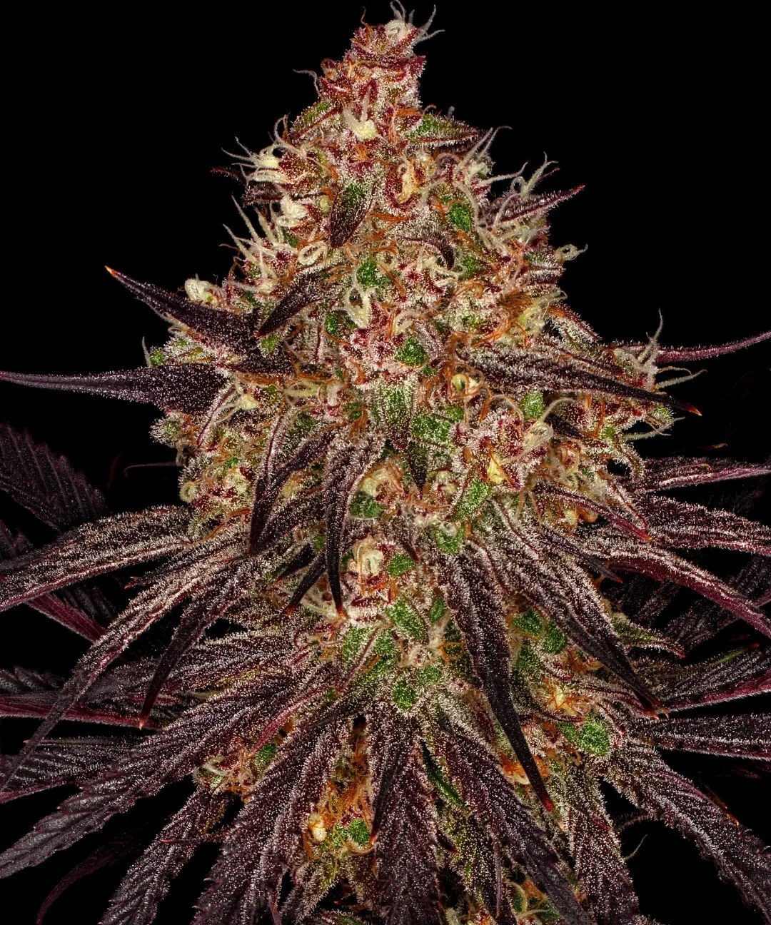 Ayahuasca Purple Strain – product view 1
