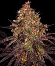 Ayahuasca Purple Strain – product view 1