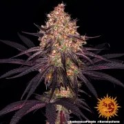 Ayahuasca Purple Strain – product view 2