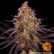 Ayahuasca Purple Strain – product view 3