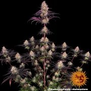 Ayahuasca Purple Strain – product view 4