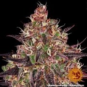 Ayahuasca Purple Strain – product view 5