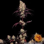 Ayahuasca Purple Strain – product view 6