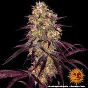 Ayahuasca Purple Strain – product view 7