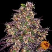 Ayahuasca Purple Strain – product view 8