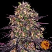Ayahuasca Purple Strain – product view 9