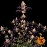 Ayahuasca Purple Strain – product view 10
