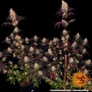 Ayahuasca Purple Strain – product view 11