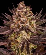Biscotti Mintz Strain – product view 1