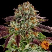 Biscotti Mintz Strain – product view 2