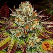 Biscotti Mintz Strain – product view 3