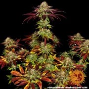 Biscotti Mintz Strain – product view 4