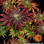Biscotti Mintz Strain – product view 5