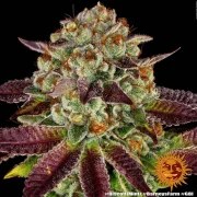 Biscotti Mintz Strain – product view 6