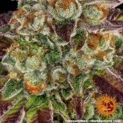 Biscotti Mintz Strain – product view 7