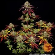 Biscotti Mintz Strain – product view 8