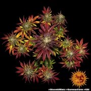 Biscotti Mintz Strain – product view 9