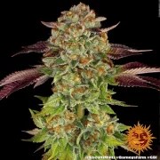 Biscotti Mintz Strain – product view 10