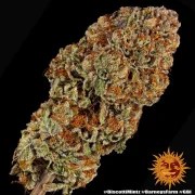 Biscotti Mintz Strain – product view 11
