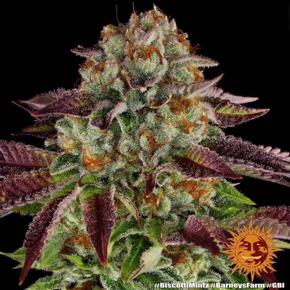 Biscotti Mintz Strain – Barneys Farm – Feminized